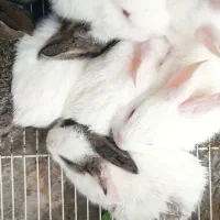 بچه خرگوش