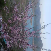 باغ|فروش زمین و ملک کلنگی|موچش, |دیوار
