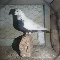 کبوتردمبی اصل همدانی