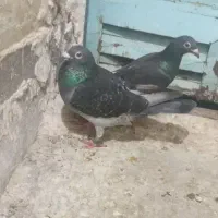 کبوتر ی‌جفت