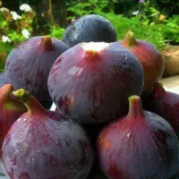 انجیر محلی ریژ اب  به شرط شیرینی
