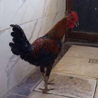 خروس|حیوانات مزرعه|کرج, گلدشت|دیوار