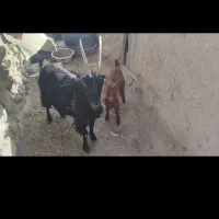 بز بزغاله