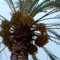 فروش خارک حاج باقری