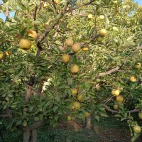 فروش سیب لبنانی