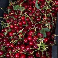 آلبالو درشت شربتی