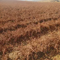 ریشه شانی ،جنس سردشت ،دوساله ،قد بلند ،سیاه