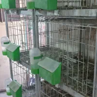 قفس کبوتر