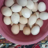 تخم مرغ لاری