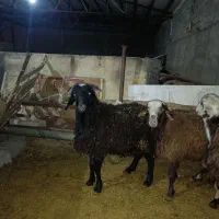 بره قوچی سیاه شاخ دار