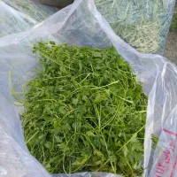 سبزی  فله نیشابوری شسته شده تحویل در محل