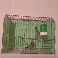 فروشی‌پرنده‌زینتی