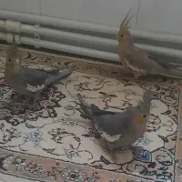 ۳ عدد عروس هلندی