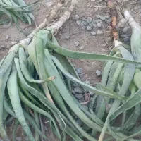 کارگر خانوم برای گلخانه آلوئه ورا