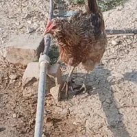 مرغ گلین
