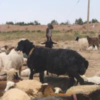 قوچ شیشک شال اصل عروس منگوله دار به ضمانت تیزران