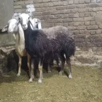 ۳ راس بره ماده عتیقه
