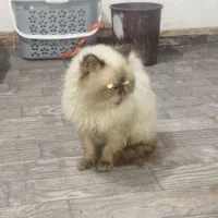 واگذاری گربه غیر رایگان