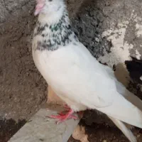 طوقی نر و ماده .