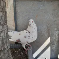 کبوتر جفت دم جوجه