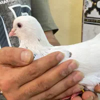 تعدادی کبوتر فروش فوری