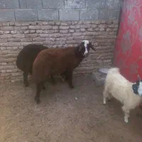 یک عدد بره قوچی قرمز