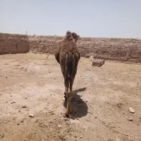 شتر|حیوانات مزرعه|گوهرکوه, |دیوار