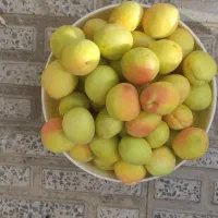 زردآلوی درشت زعفرانی