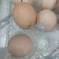 تخم مرغ|حیوانات مزرعه|کرج, کیانمهر|دیوار