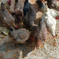 مرغ و خروس محلی