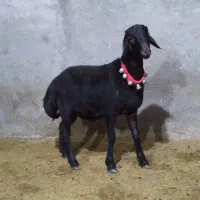 گوسفند بره قوچ قره قزل لخت پوست گاوی اصل