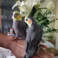 پرنده