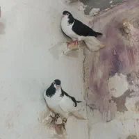 راست سیاه و ساده سیاه