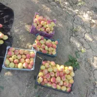 زردآلو درج یک