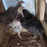 جوجه