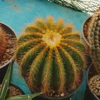 گل گیاه کاکتوس