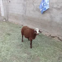 بره