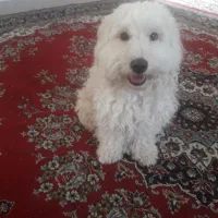 گمشده|حیوانات|قم, نخودی|دیوار