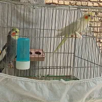 عروس هلندی