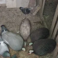 سسار