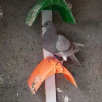 کبوتر پلاکی