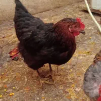 مرغ خروس عربی