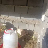 مرغ غاز اردک