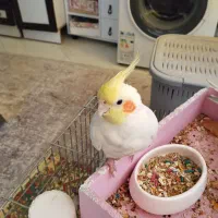 یه عروس هلندی بالغ