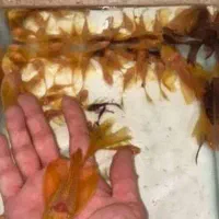 پوزه بوته ای در همه سایز رسید