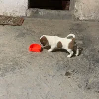واگذاری توله ای پا کوتاه