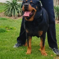 روتوایلر پوزه دلقکی ماده