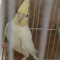 پرنده