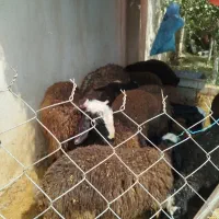 گوسفند زنده، لشگراباد