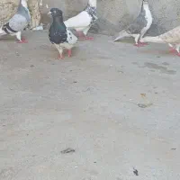 نرو ماده رنگی